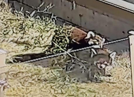 交尾をし続けるレッサーパンダの画像