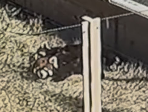 交尾している最中のレッサーパンダの画像