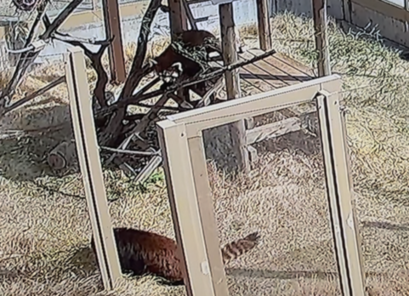 レッサーパンダのかずのことフランの画像