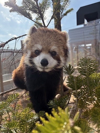 木に登るレッサーパンダのライム