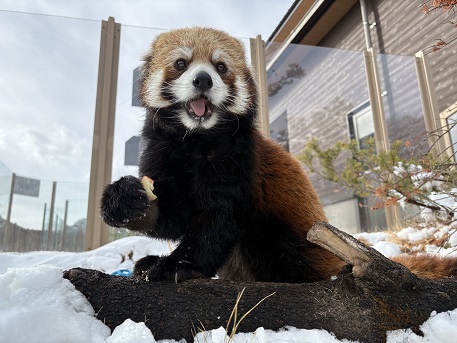 レッサーパンダのライムの画像