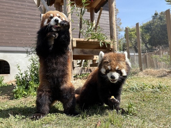レッサーパンダのタオタオとかずのこの画像