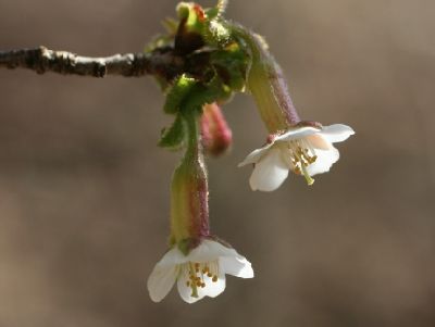 写真：枝先に付く花