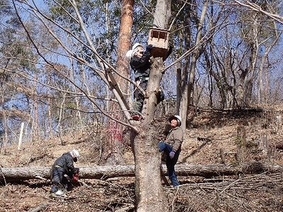 写真：木に登り、高さ3メートルほどの場所で作業をする