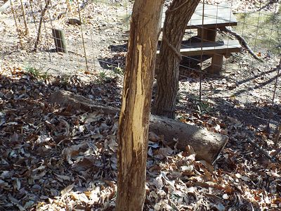 写真：表皮がはがされ、白い内部が見えている