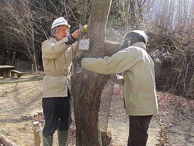 写真：プラスティック製の細かいメッシュの網を二人がかりで巻きつける