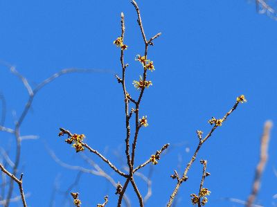 写真：青空には黄色い花が映えている