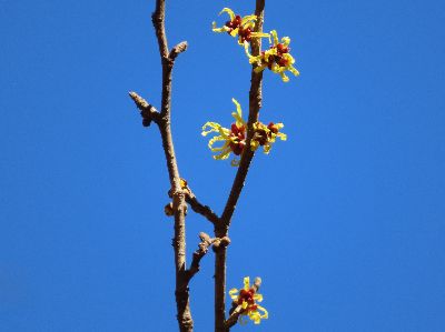 写真：花を大きめに写した写真
