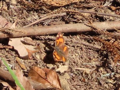 写真：陽だまりで翅を広げ、体を温めるテングチョウ