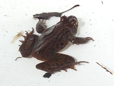 写真：動きが鈍く、やせ細ったカエル