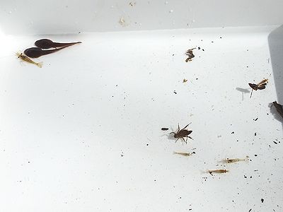 写真：バケツの中のオタマジャクシやヤゴ、エビ、マツモムシなど