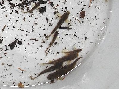 写真：バケツの中のトウヨシノボリ