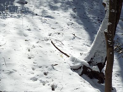 写真：雪の残る斜面林の奥へと続く足跡