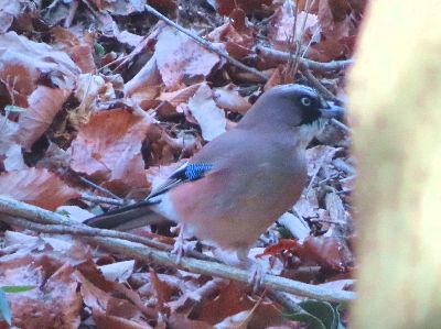 写真：地面近くの枝に止まるカケス