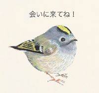 イラスト：キクイタダキ