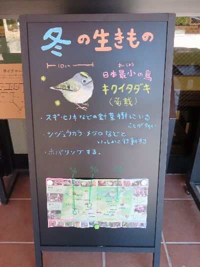 写真：黒板に書かれているキクイタダキの情報