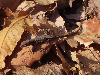 写真：日の当たる落ち葉の上にでてきたトカゲの仲間