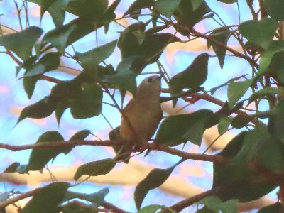 写真：ヤブツバキのえだにとまる小さな鳥