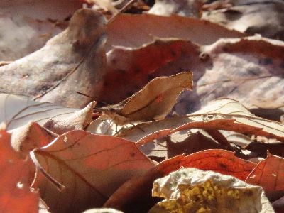 写真：薄茶色の翅を閉じてとまるテングチョウ