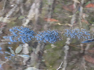 写真：池に浮かぶ卵塊3つ