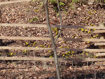 写真：斜面に咲くたくさんのフクジュソウ