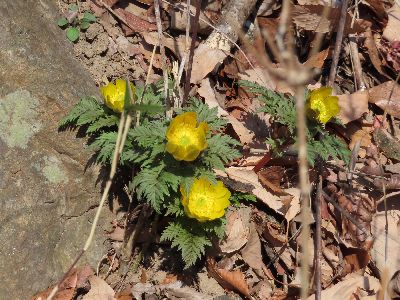 写真：フクジュソウ