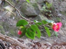 写真：緑の葉にピンクの花