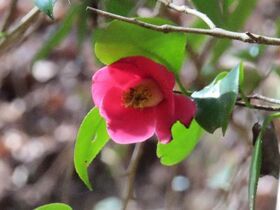 写真：花のアップ