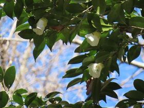 写真：緑の葉に白い花