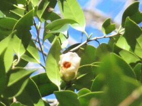 写真：白い花のアップ