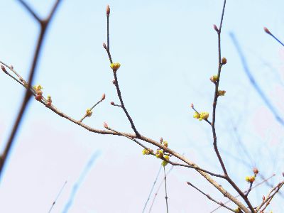 写真：枝につく黄色い花