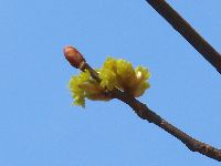 写真：黄色い花のアップ