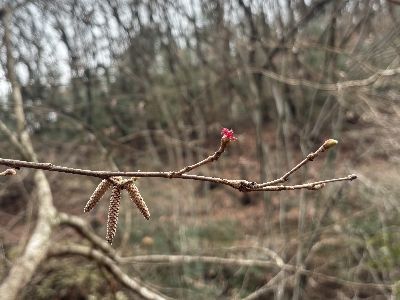 写真：枝に付く、雄花と雌花