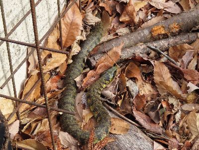 写真：落ち葉の上にいる大きい蛇