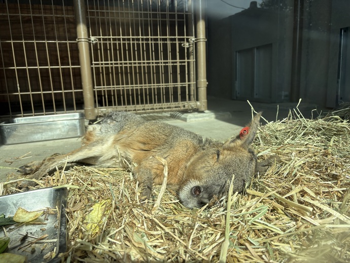 寝そべっているマーラの画像