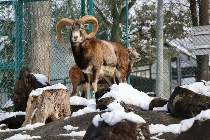 ムフロンのオスの写真