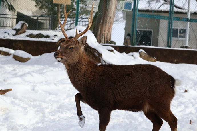 ヤクシカの写真