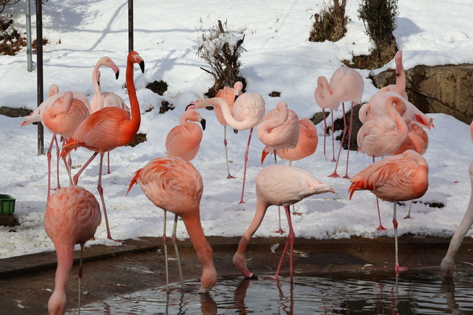 水の中にくちばしをつけるフラミンゴの写真