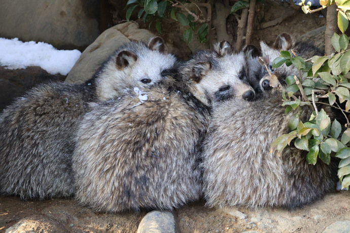 丸まっているホンドタヌキの写真
