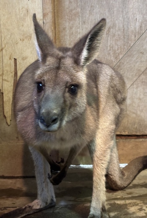 オオカンガルー「モモ」の写真