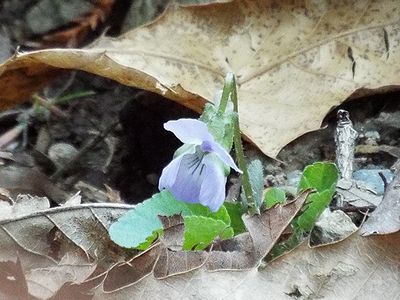 写真：落ち葉の影から姿を表した小さなスミレ