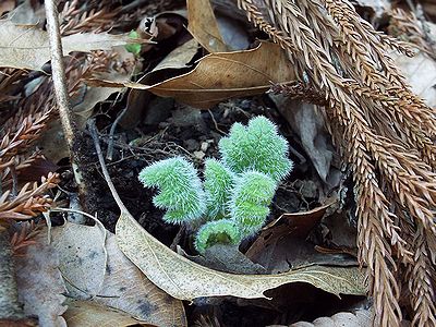 写真：地面から出たばかりの小さな葉っぱ