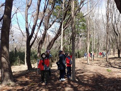 写真：約25年前に植栽され大きく成長した雑木林