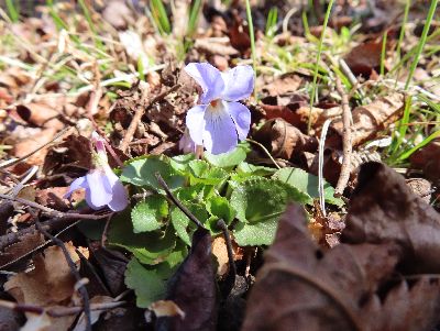 写真：タチツボスミレのアップ