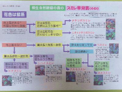 写真：園内で見られるスミレの見分けポイントが記されるプリント
