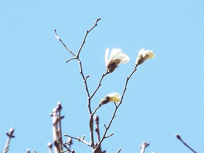 写真：青空に伸ばした枝先に花が咲いている