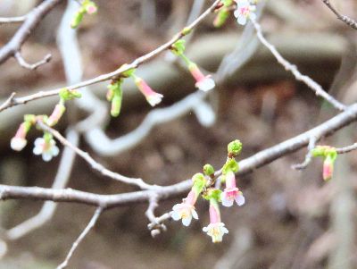 写真：枝につく、ピンクの花