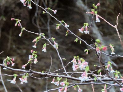 写真：枝にたくさん付くチョウジザクラの花