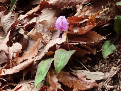 写真：ピンクの花のカタクリ