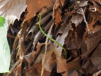 写真：糸のような葉